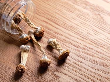 Psilocybin mushrooms spills from a storage jar on wooden surface, top view, flat lay, photo by Cannabis_Pic/AdobeStock