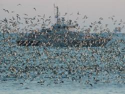 A vessel of the Russian Navy is seen through a flock of birds in the Black Sea port of Sevastopol, Crimea, February 16, 2022, photo by Alexey Pavlishak/Reuters