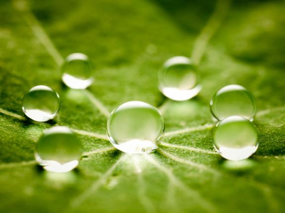 Closeup of six water drops surrounding a larger drop on a green leaf, photo by ThomasVogel/Getty Images