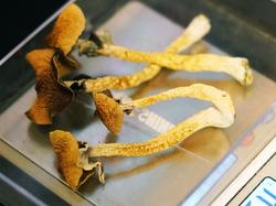 Psilocybin mushrooms displayed by a grower in Denver, Colorado, November 4, 2020, photo by Trevor Hughes/Reuters